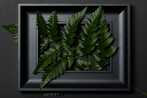 top view of black frame with fresh fern leaves on black background