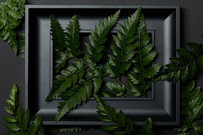 top view of black wooden frame with green fern leaves on black background