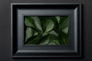 top view of black frame with green leaves on black background