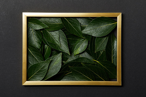 top view of golden frame with green leaves inside on black background