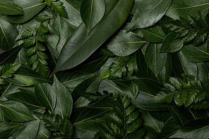 green fresh leaves background with copy space