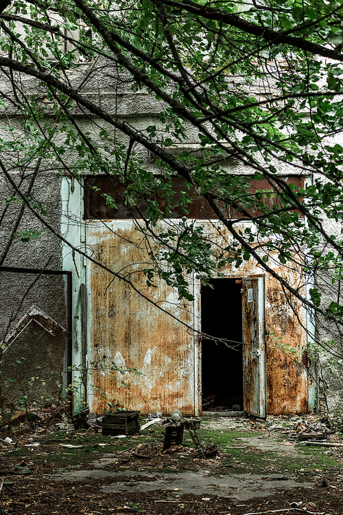 selective focus of twigs with green leaves near abandoned building in chernobyl