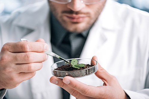 cropped view of biochemist holding glass sample with ground and small plant