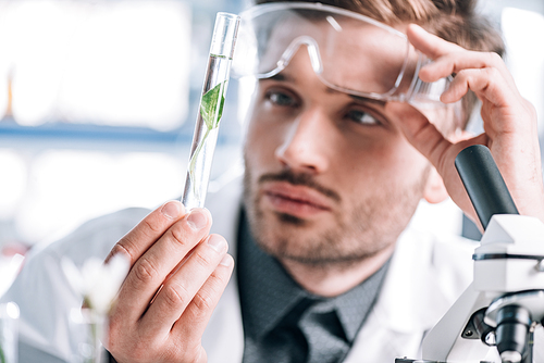 selective focus of handsome biochemist touching goggles and looking a test tube with green plant