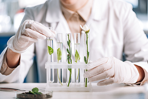 cropped view of biochemist in latex gloves touching test tube with small plant