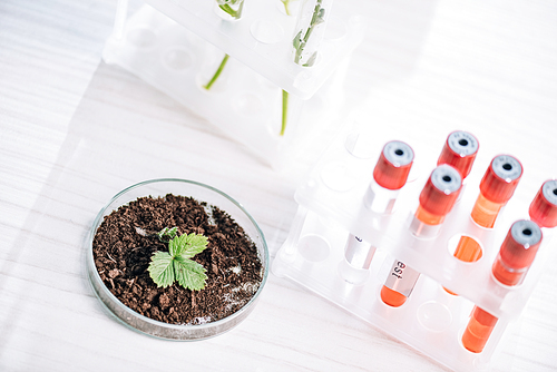 selective focus of green leaves in ground near red test tubes in laboratory