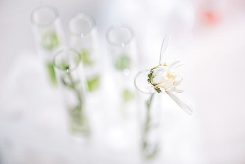 selective focus of blooming flower in test tube in laboratory