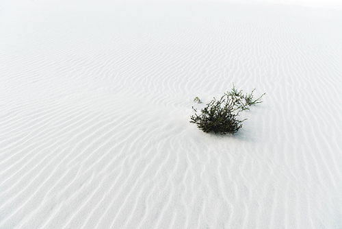 beach with plant on clean white textured sand
