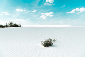 beautiful beach with white sand with plants and blue sky with white clouds