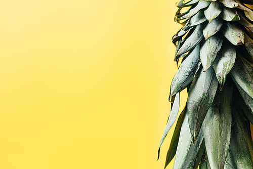 green pineapple leaves isolated on yellow background