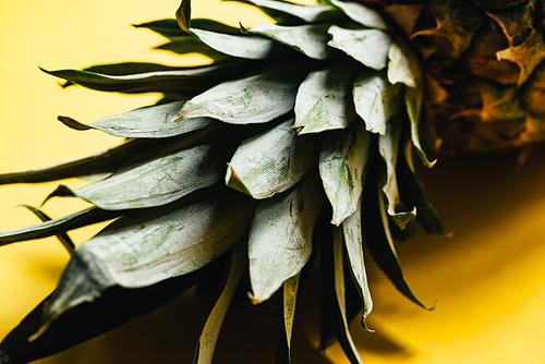 close up view of green leaves on pineapple on yellow background