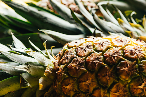 selective focus of fresh ripe pineapple with green leaves