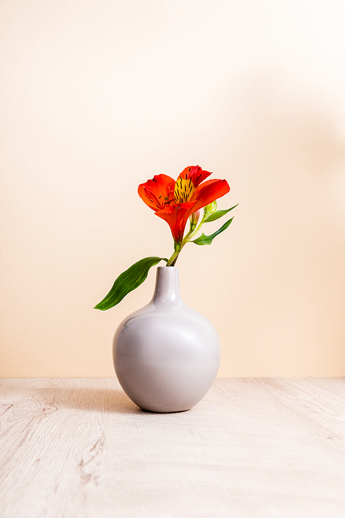 red Alstroemeria in vase on wooden surface isolated on beige