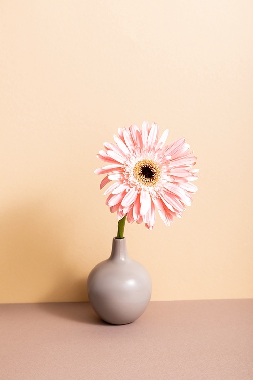 pink gerbera in vase on wooden surface on beige background