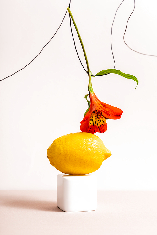 floral and fruit composition with red Alstroemeria on wire and lemon on cube isolated on beige