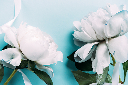 top view of white peonies with ribbon on blue background