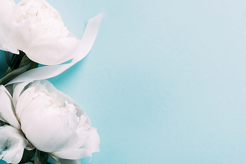 top view of white peonies with ribbon on blue background