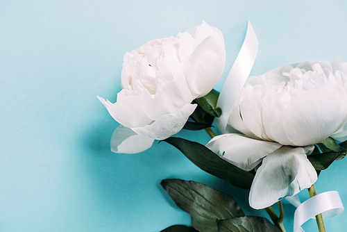 top view of white peonies with ribbon on blue background