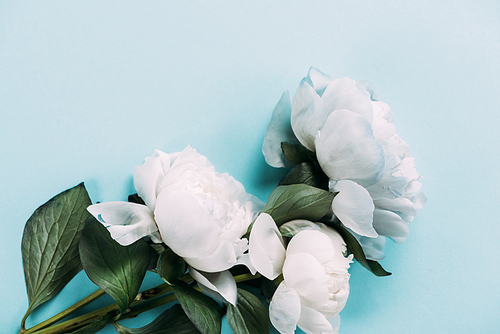 top view of white peonies on blue background