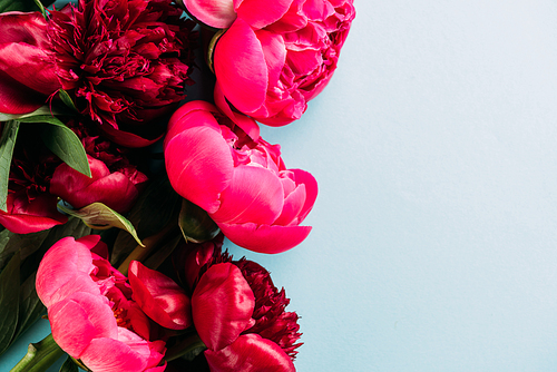top view of colorful pink peonies on blue background