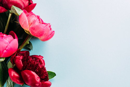 top view of colorful pink peonies on blue background