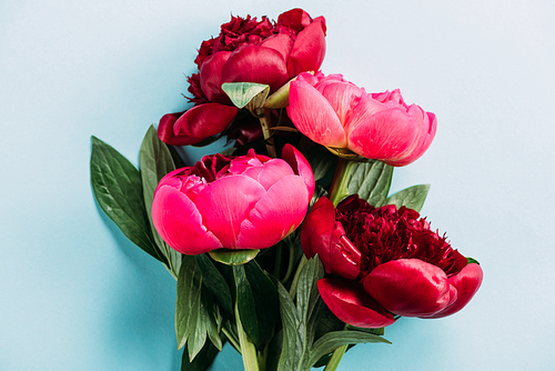 top view of pink peonies on blue background