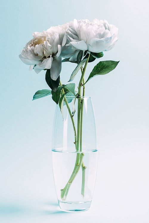 bouquet of white peonies in glass vase on blue background