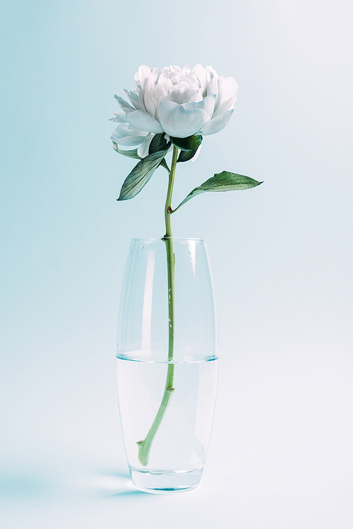 ywhite peony in glass vase on blue background