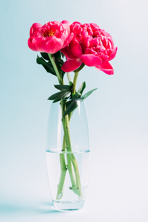 bouquet of pink peonies in glass vase on blue background
