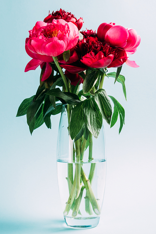 bouquet of pink peonies in glass vase on blue background