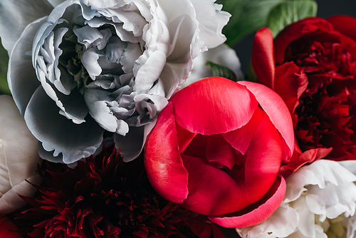 close up view of red, white, blue and pink peonies