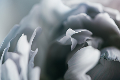 close up view of blue and white peony