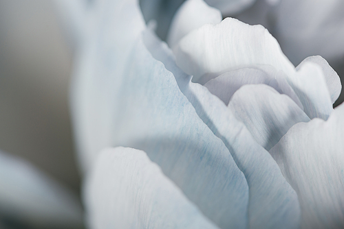 close up view of blue and white peony