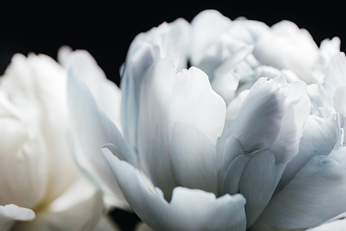 close up view of blue and white peony isolated on black