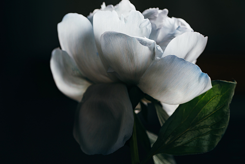 close up view of blue and white peony isolated on black