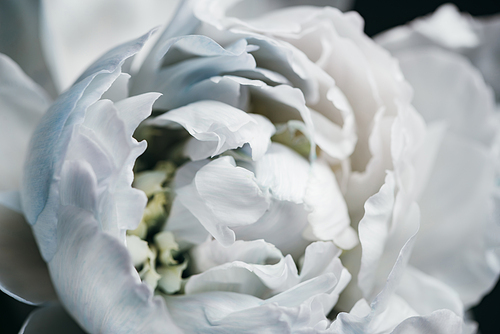 close up view of blue and white peony