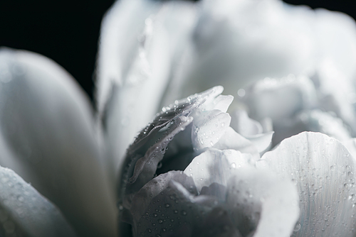 close up view of blue and white peony with drops isolated on black