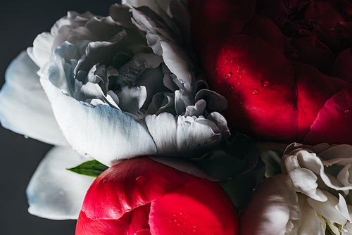 bouquet of wet pink and blue peonies isolated on black, close up view
