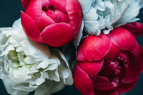 bouquet of wet pink and blue peonies isolated on black, close up view