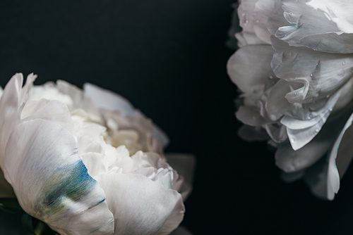 close up view of white peonies isolated on black