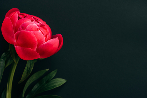 close up view of pink peony with green leaves isolated on black