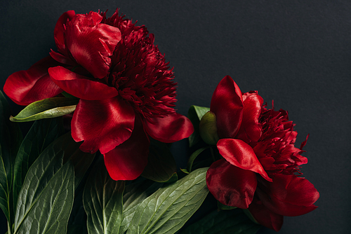 top view of red peonies with green leaves on black background