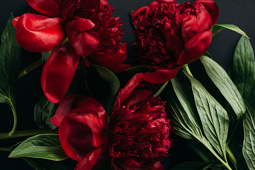 top view of red peonies with green leaves on black background
