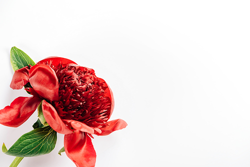top view of red peony with green leaves on white background