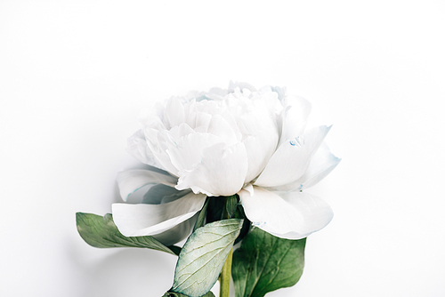 top view of blue and white peony with green leaves on white background