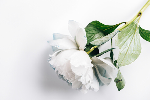 top view of blue and white peony with green leaves on white background