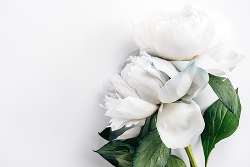 top view of blue and white peonies with green leaves on white background