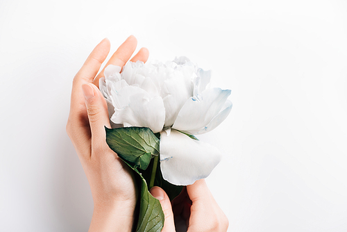 partial view of woman holding blue and white peony with green leaves on white background