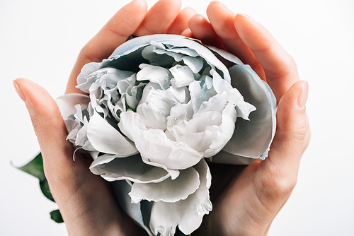 partial view of woman holding blue and white peony on white background