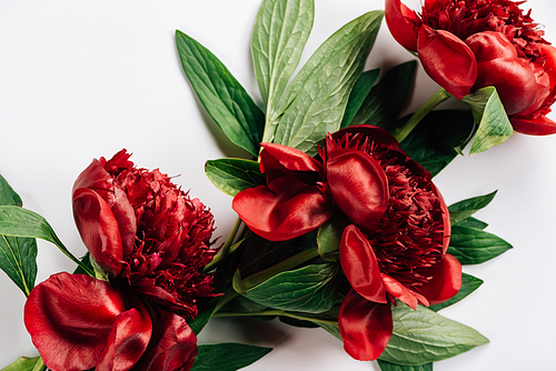 top view of red peonies with green leaves on white background